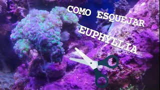 COMO Esquejar Euphyllia Paradivisa