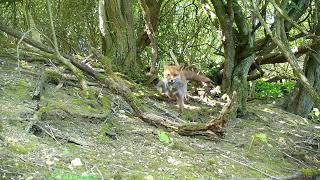 Foxes with squirrel prey