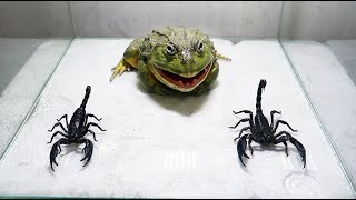 Bullfrog and Scorpions are best friends forever