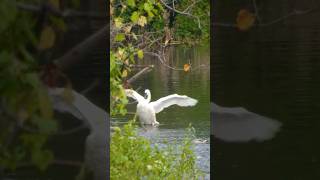 Zoom in swans and ducks! #nature #naturephotography #birdwatchingphotography #birds