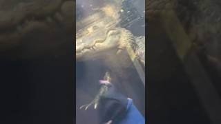 HUGE Alligator Looks Sooo Much Bigger Under Water!! #wildlife #subscribe #yolo #viral #shorts