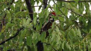 #woodpecker #morningvibes #birds #backyardwildlife #4k