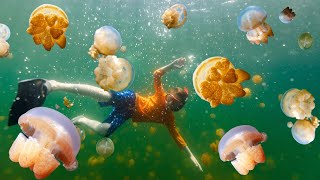 Mergulho com águas-vivas, Jellyfish Lake, Palau