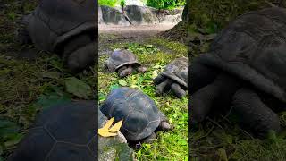 Гигантские черепахи Сейшелы 🇸🇨 остров La Digue Tortoise Farm