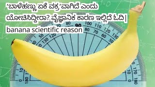 ಬಾಳೆಹಣ್ಣು ಏಕೆ ವಕ್ರವಾಗಿದೆ ಎಂದು ಯೋಚಿಸಿದ್ದೀರಾ? ವೈಜ್ಞಾನಿಕ ಕಾರಣ ಇಲ್ಲಿದೆ ಓದಿ / banana scientific reason