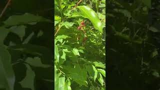 Homegrown raspberries growing in my garden