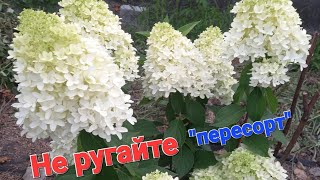 Не ругайте "пересорт"!!!