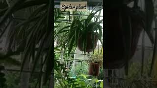 Spider plant #viral  #viralshort  #viralshorts  #short #shorts   #gardeningshorts