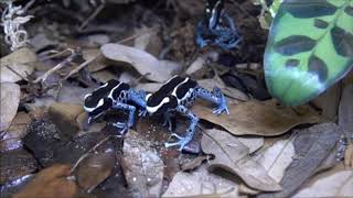 Tree Frogs SlowMo First Try