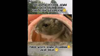 Hamster | Cek Komentar Gaesss #hewanpeliharaan #hewan #kucing #hamster