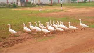 Real Duck walk in  open Area nominate to Guinness world records 🤗🤗🤗