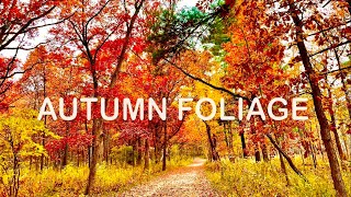 The Natural Splendor of AUTUMN FOLIAGE