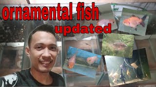 bolivian ram,guppy,betta, balloon molly.goldfish, angelfish ornamental fish update by aqua seener