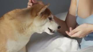 Discover up close the cutest and most beautiful Shiba Inu Dog