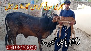 crass cawo far sale on youtube in pakistan22/5/23 03106420020