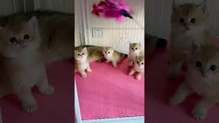 cute baby cats #youtubeshorts #cats #catlover #cutecats #pets