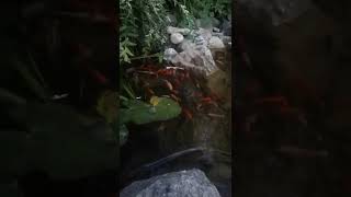 karpie koi lubią chleb #KOIFISH #SHORTS #KARPKOI Relaxing Koi Pond and Koi Feeding WATERFALL SOUNDS