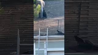 Unexpected Second Roofing Layer