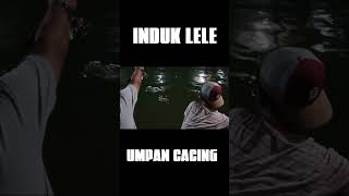 galatama lele || sugih konco||lele induk