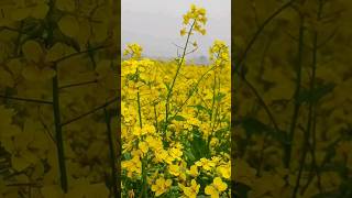 The Beauty of Winter Season in BD #reels #flowers #ns #bangladesh #nature #winter