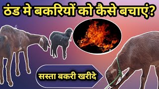 GOAT FARMING:- ठंड में बकरियों को कैसे बचाए? सस्ता बकरी खरीदे, क्रॉस ब्रीड बकरी , ब्लैक बंगाल बकरी