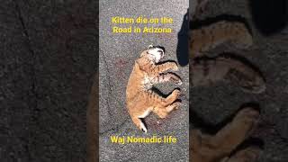 Mountain lion baby kitten died on the road in Arizona