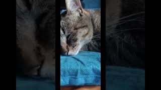 Ay que lindo es ser Gatito! Cancion Gatuna😺