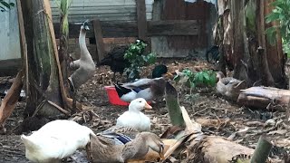 135 day old black - duck Feeding black duck - Harvest goose eggs - 180 working days | cafe TV