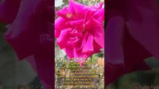 🌷 زهور حديقتنا  بالوان رائعة🌹💐our garden flowers