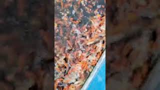 Koi ornamental fish, family members, it will be broadcast tomorrow and the day after tomorrow farm