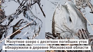 Мазутное озеро с десятком погибших уток обнаружили в деревне Чирково  Московской области