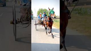 Tanga horse race |#horse #horseracing #horseriding #shortvideo #short #shorts #all