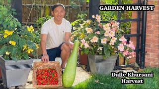 Harvesting Vegetables In UK | Akabare Harvest | Dalle Khursani Harvest | Kitchen Garden Harvest