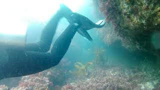 07 31 21 South Coast Divers at Heisler Park