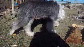 Barrier Training - Sheepadoodle Puppies Part 1