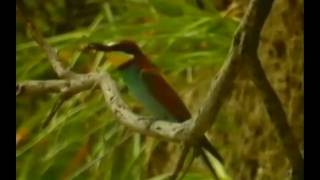 Gruccione (Merops apiaster) -- European Bee-eater