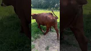 Moving cows to the next paddock in the drought. Finally got some rain the grass is comimg back!