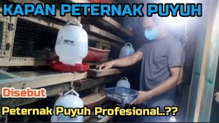 Kapan Peternak Puyuh disebut Peternak Puyuh Profesional...???