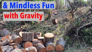 Cutting Firewood More Profitable than Milling Logs or Logging?