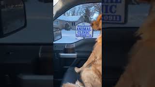 Dog looks betrayed when he realizes he's at the Vet.