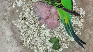 beautiful birds chicks sound | bajri birds