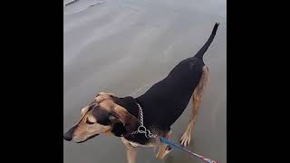 Chloe bike ride on Chesternans, Tofino, BC