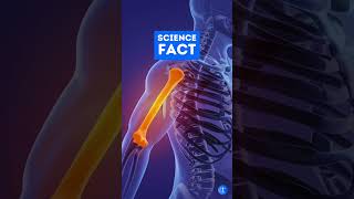 Regenerating Damaged Bones: Stem Cells Reduce Need for Bone Grafts! #shorts #orthopedics #stemcells