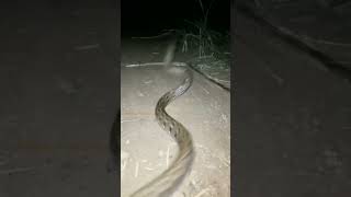 snake 🐍 bahut bada snake hai #viralvideo #trending #shortvideo #viralshort