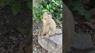 Funny monkey on clip each , Enjoy  93