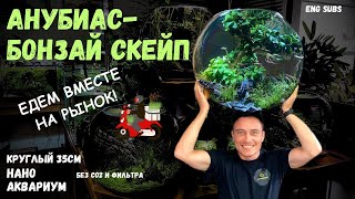 АНУБИАС-БОНЗАЙ НАНО АКВАРИУМ | BONSAI-ANUBIAS NANO BOWL AQUARIUM | TUTORIAL