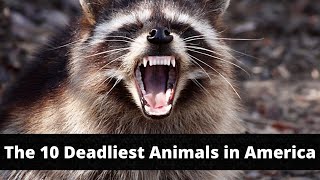 The 10 Deadliest Animals in America