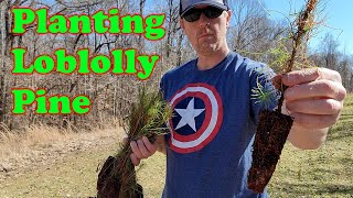 Planting Loblolly Pine Seedlings