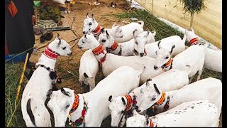 Beauty of barbari goats.