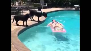 Cane salta in piscina. Dog in pool